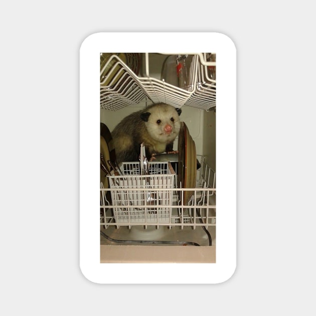 Dishwasher Possum Magnet by FlashmanBiscuit