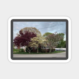 Spring Trees Magnet