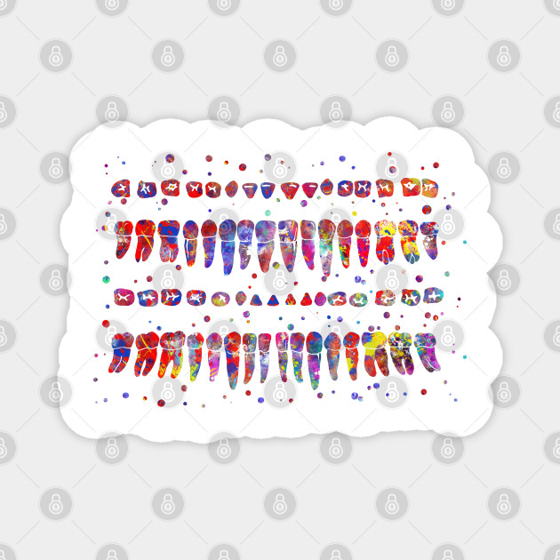 Human Teeth Diagram Anatomy Magnet Teepublic