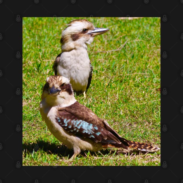 The Two Kookaburras! by Mickangelhere1