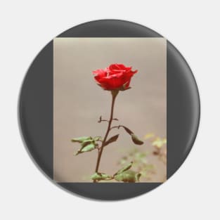 Red Red Rose Pin