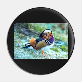 Male Mandarin duck in the UK Pin