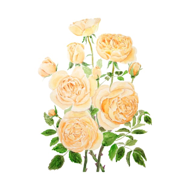 orange pat Austin rose watercolor painting by colorandcolor