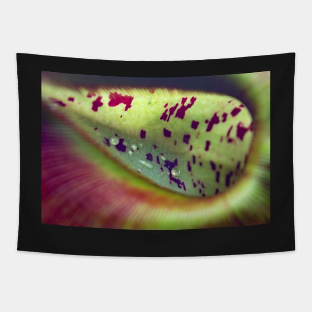 Colorful carnivorous plant Tapestry by chiaravisuals