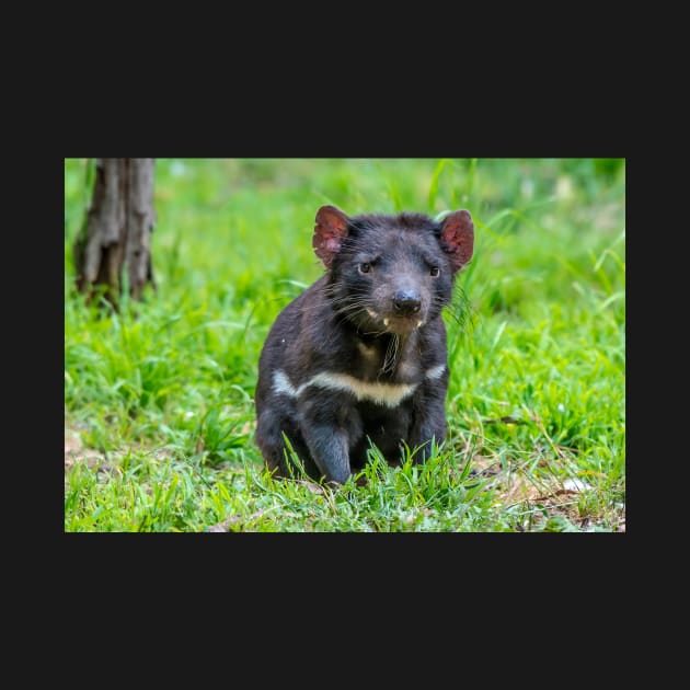 Tasmanian Devil watching by kathiemt