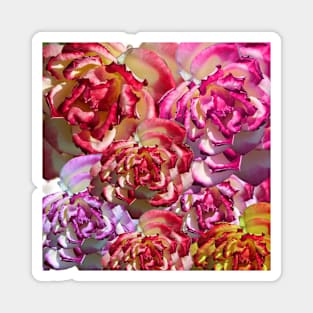 Pink and White Roses Magnet