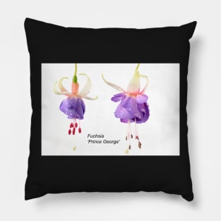 Fuchsia  'Prince George' Pillow