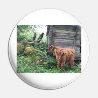 Scottish Highland Cattle Calves 1503 Pin