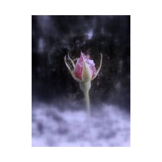 rosebud in the snow 3, tinted by DlmtleArt