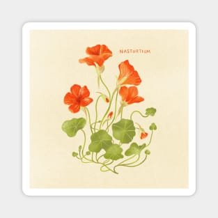 Nasturtium Magnet