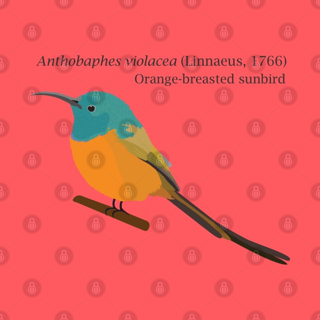 Orange-breasted sunbird by uncutcreations