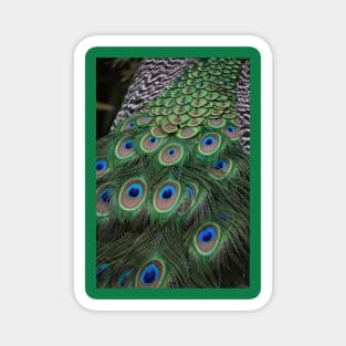 Javan Green Peafowl Magnet