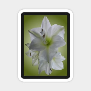 Amaryllis Magnet