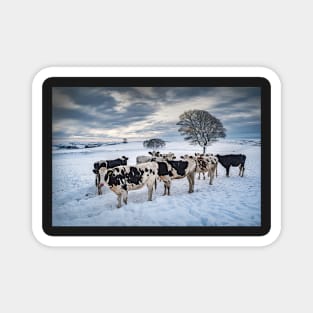 Cows in a Snowy Field with Trees Magnet