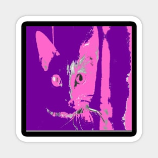 COLORS CAT II Magnet