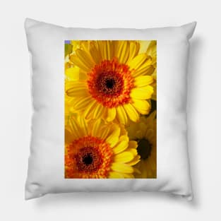 Two Yellow Orange Mums Pillow