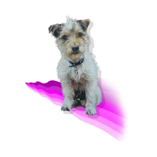 Scruffy Jack Russell Terrier on a rainbow wave! T-Shirt