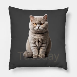 Tuesday cat. So fluffy! Pillow