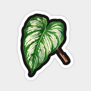 Philodendron mamei botanical illustration Magnet