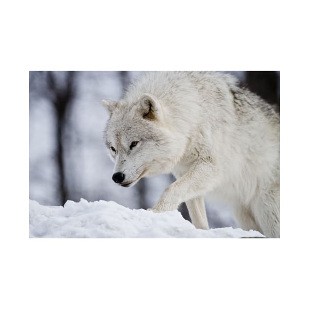 Arctic Wolf by jaydee1400