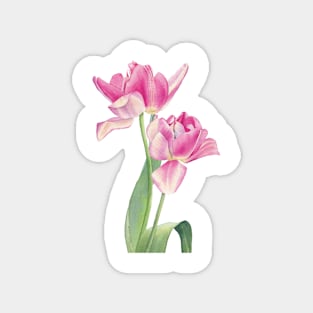 Pink tulips watercolor painting Magnet