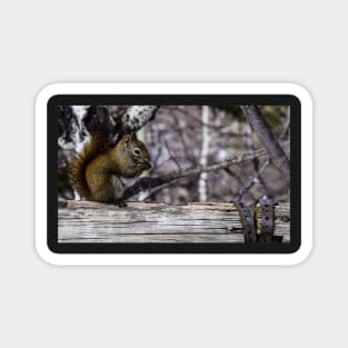 Red Squirrel on a Fence. Magnet
