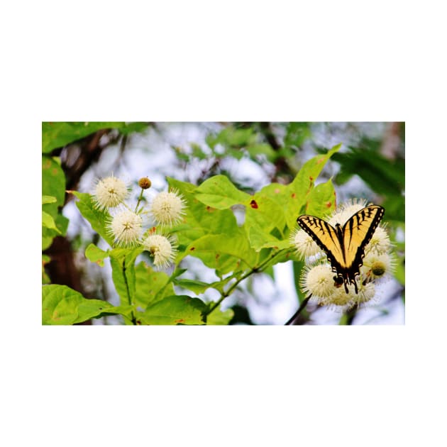 Butterfly On Buttonbush by Cynthia48