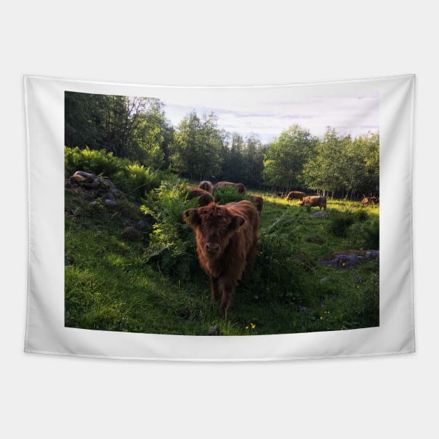 Scottish Highland Cattle Calf 1783 Tapestry by SaarelaHighland