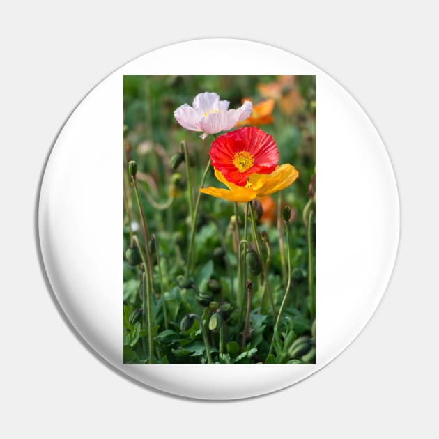 Poppies 2 Pin by fotoWerner