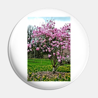 Magnolia Tree Batsford Arboretum Cotswolds UK Pin
