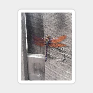 Dragonfly Magnet