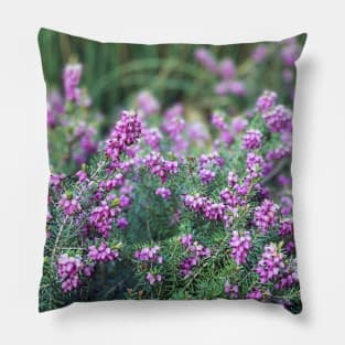 Lavender Pillow