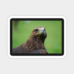 Steppe Eagle Magnet