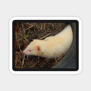 Albino Ferret Magnet