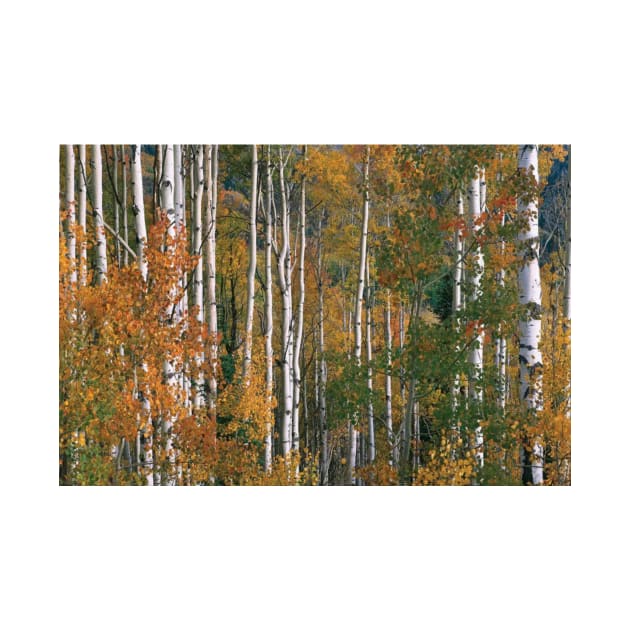 Quaking Aspen Trees In Fall Colors Lost Lake Gunnison National Fores by AinisticGina