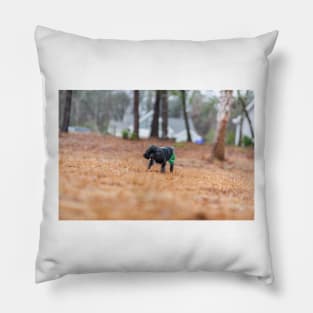 backyard wanderings Pillow