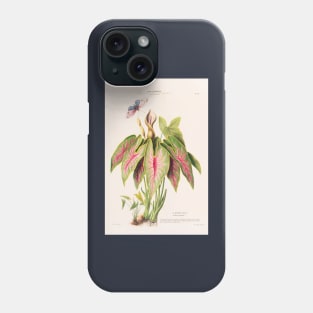 Caladium Bicolor - Flore d’Amérique - Botanical Illustration Phone Case