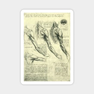 Human Anatomy Arm and Shoulder by Leonardo da Vinci Magnet