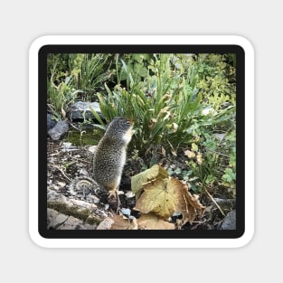 Ground Squirrel Magnet