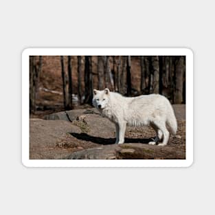 Arctic Wolf Magnet