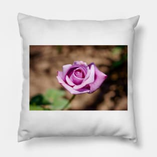 cli single purple rose Pillow