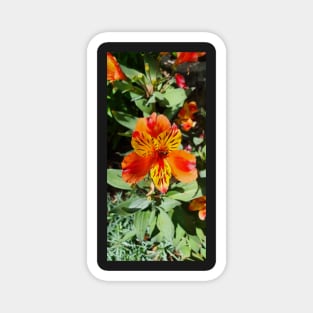 Red, Yellow and Orange Alstromeria Magnet