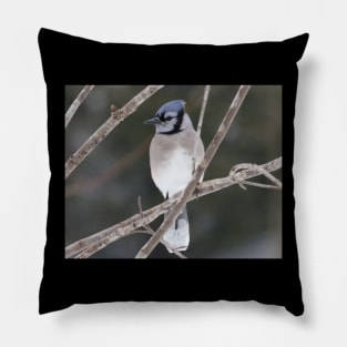 Bluejay on a Branch Pillow