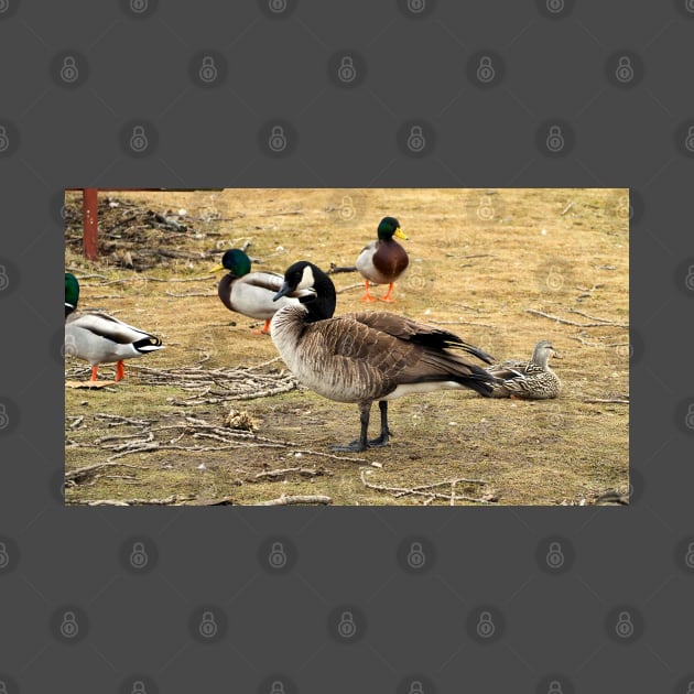 Canada Goose With Mallard Ducks by BackyardBirder