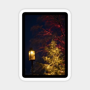 Christmas Tree at Night Magnet