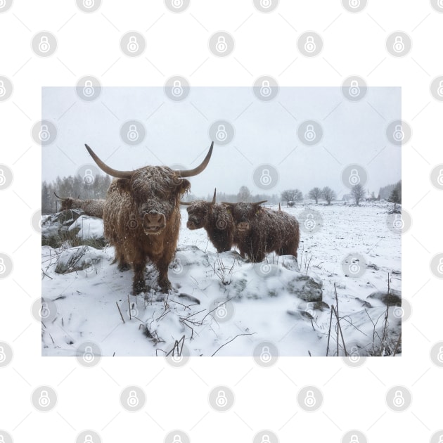 Scottish Highland Cattle Cows and Calf 1984 by SaarelaHighland