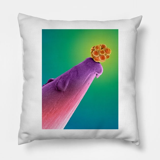 16-cell human embryo on a pin, SEM (P680/0396) Pillow by SciencePhoto