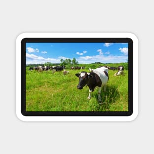 A herd of Holstein Friesian cows grazing on a pasture under blue cloudy sky Magnet