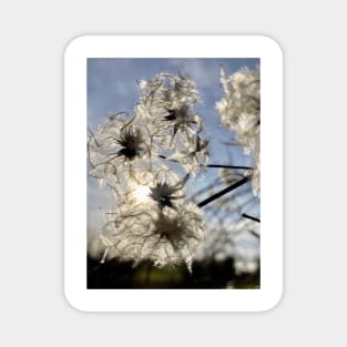 Sunlight through an Old Man's Beard - This Clematis is a Traveller's Joy Magnet