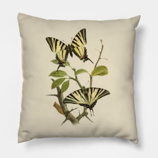 Scarce Swallowtails Pillow